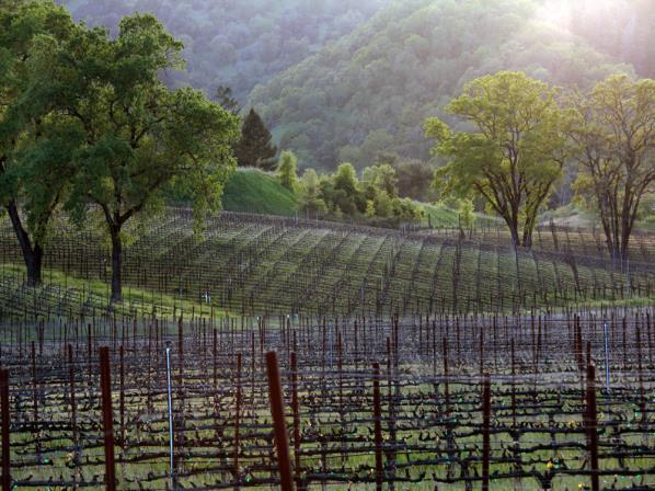 Mayacamas Range Mendocino National Forest Viticulture dates back to the 1800 s and the California Gold Rush Has about 17,600 acres (6,900 ha) of vines The cooler areas closer