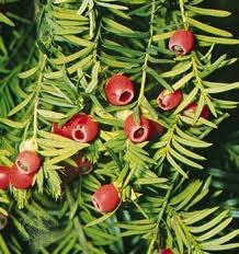 Yew Yew berries are poisonous!