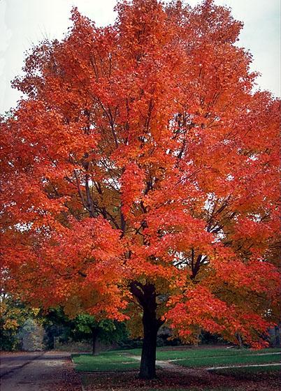 Red Maple Habitat very large geographic and climatic range eastern United States and adjacent