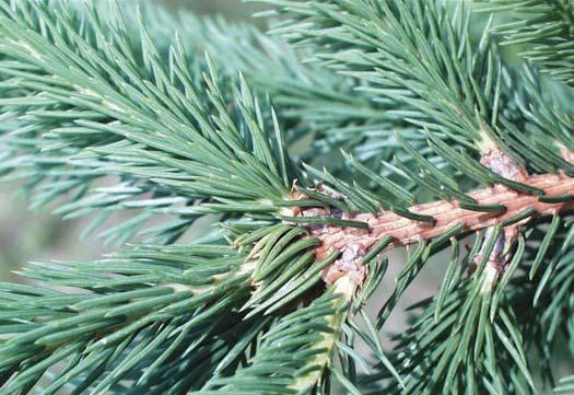 Sherwood Compact Mugho Pine (Pinus mugo Sherwood Compact ) - An extremely compact selection, in fact more accurately described as a miniature selection.