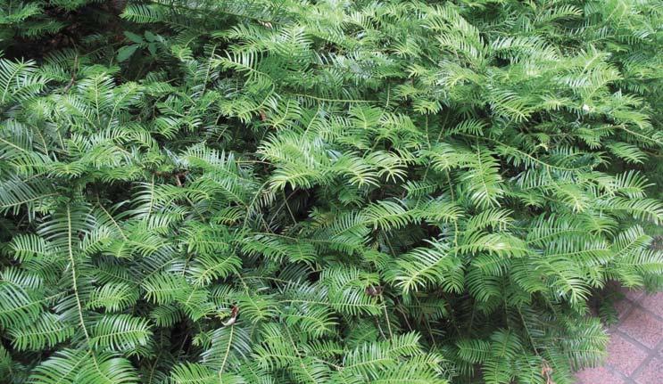of the needles, giving the tree a lovely, bi-colored look. One of the most graceful and beautiful spruces we carry. Height 20-30, spread 8-10.