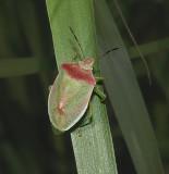 before harvest 2007; MS Robbins said a late season insect called the redshouldered stink