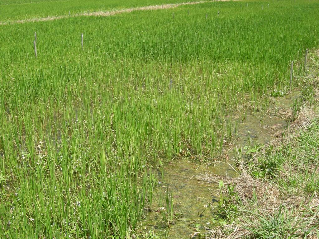 Rice Water Weevil