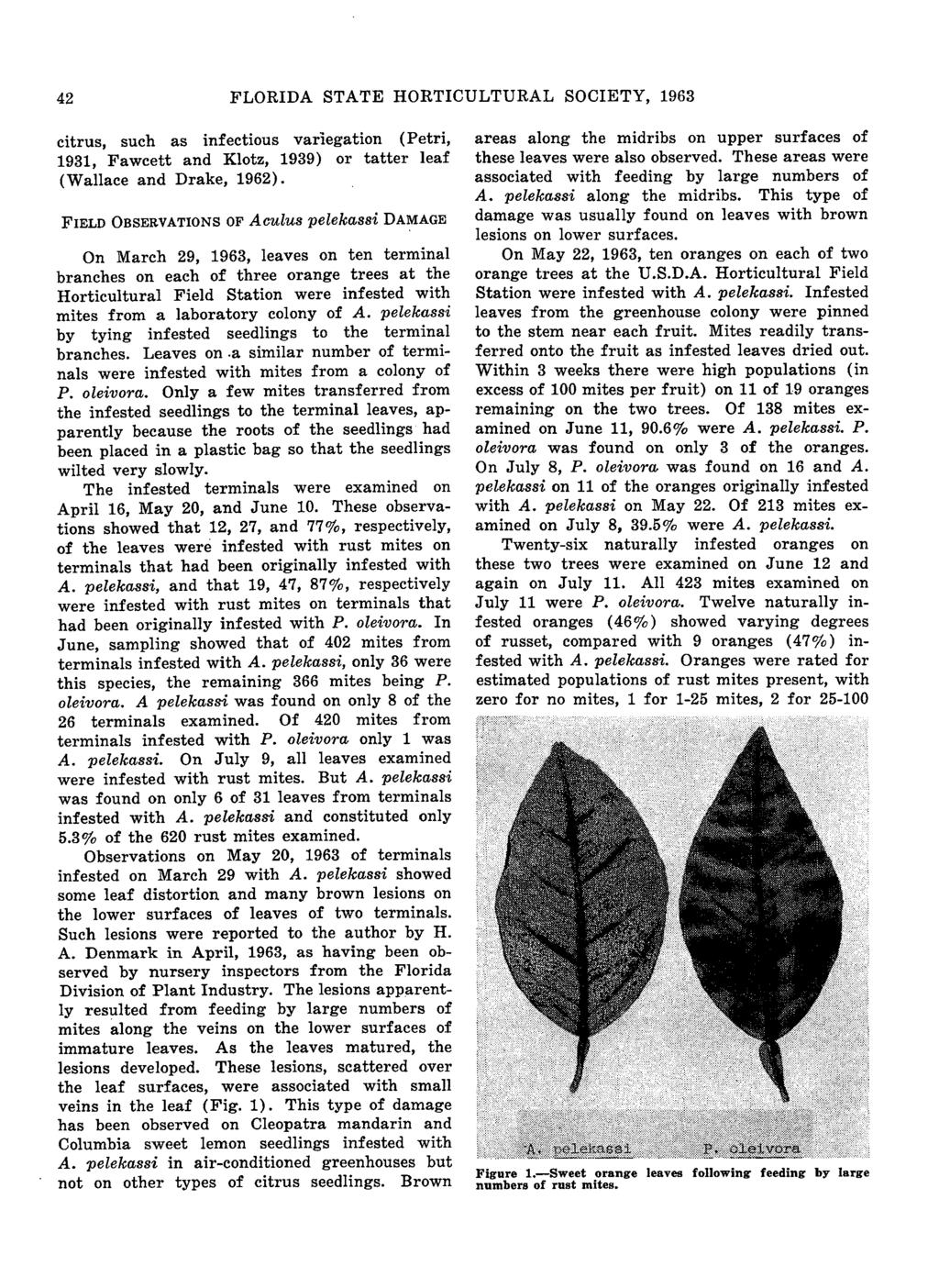 42 FLORIDA STATE HORTICULTURAL SOCIETY, 1963 citrus, such as infectious variegation (Petri, 1931, Fawcett and Klotz, 1939) or tatter leaf (Wallace and Drake, 1962).