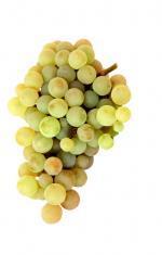 White grapes The DO Penedès is widely recognized for the quality of its white wines, combining a range of wines made with traditional varieties (Xarel lo, Macabeu and Parellada) with others made from