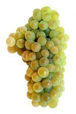 Chardonnay: This international variety was introduced to the Penedès in the sixties and acclimatised successfully.