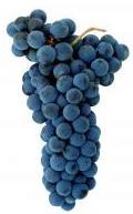 Known in France as Carignan.