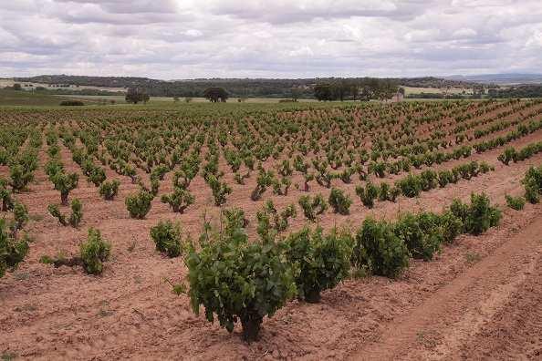 centuries to Ribera del Duero s climate and soils) in 7 different