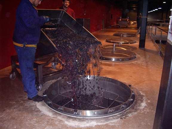 There we use two grape-selection conveyor belts where the grapes are thoroughly inspected before they