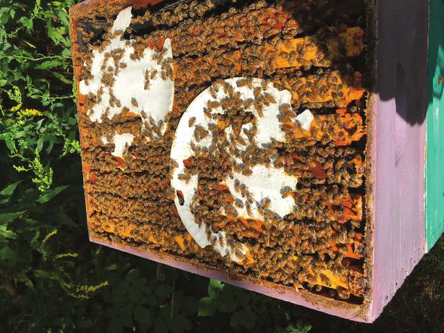 Some folks prefer not to feed knowing their hive top boxes are chock full of honey or nectar for the winter. Others (like me) always feed all winter long for fear of starvation.