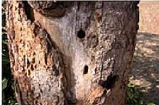 NATURE OF DAMAGE The grubs and adults cause damage to bark of living twigs.