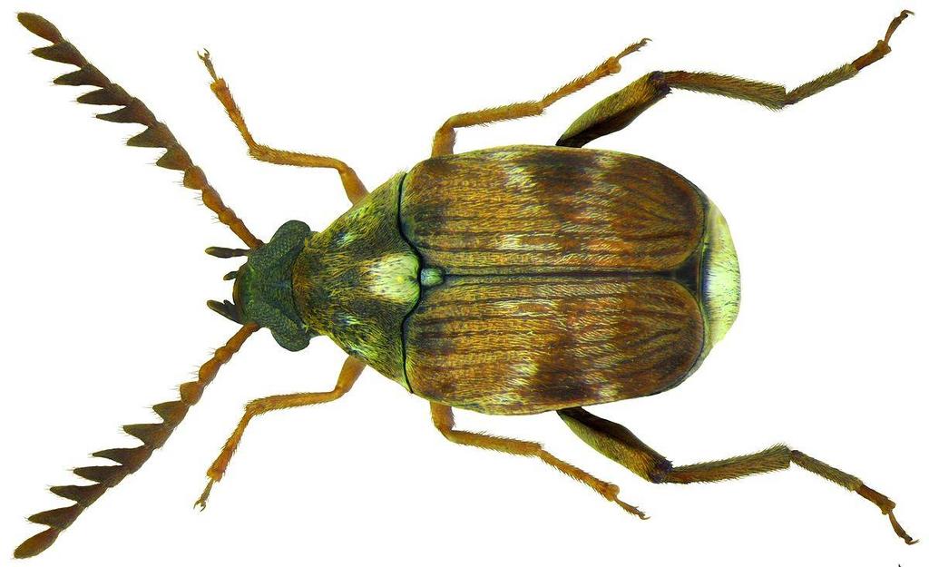 Scientific name Callosobruchus chinensis Common name Pulse Beetle It is a example of order Coleoptera C.