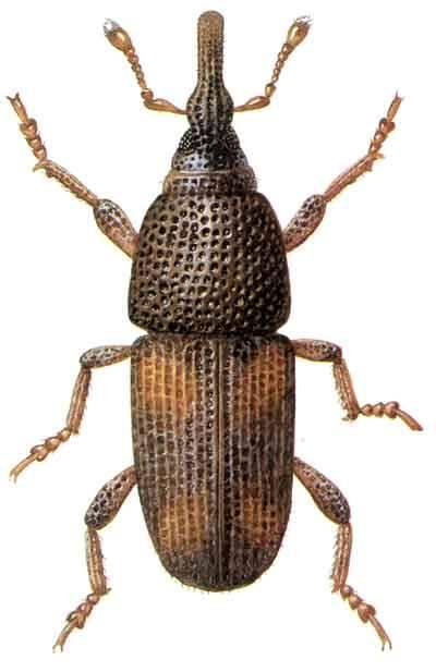The rice weevil (Sitophilus oryzae) is a stored