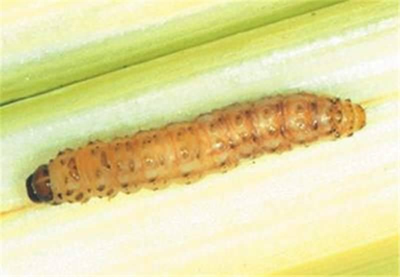 2) Larva 6 larval instars are present. Newly hatched larva has black head and prothorax. Body is dirty white in colour with 4 long brown stripes on its back.