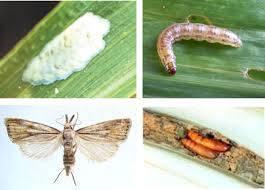3) Pupa Pupation occurs in stem. Pupation complete in 6-8 days.
