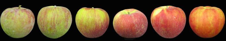 Apple Fruit Maturation Color change Starch, firmness loss Soluble solids, titratable acidity