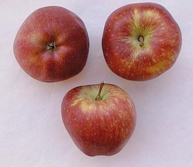 Apple Fruit Maturity Physiological: