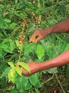 For perennial tropical crops, such as coffee, Naturland has drawn up its own strict standards, which are characterised by the following features, by way of example: site-specific cropping systems