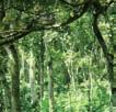 Contribution to the conservation of tropical forests: coffee agro-forestry systems, when used