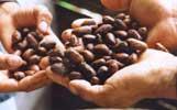 Fermentation of cocoa beans 1.