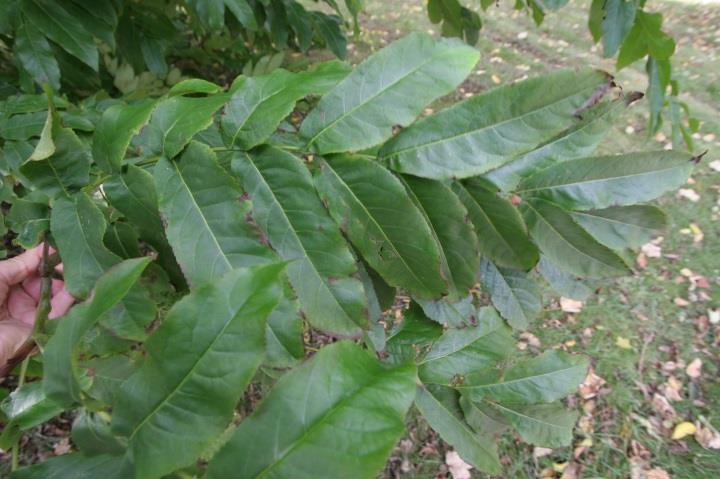 sp.) Ashtree (Fraxinus