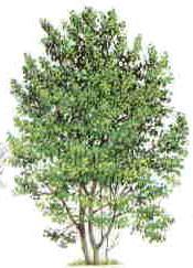 Generally as a large bush or small tree with multiple stems.