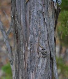 Juniper Juniperus sp. Coniferous. Evergreen, 2cm needles.