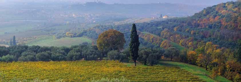 Territory In the heart of Valpantena, halfway between the city of Verona and Lessini mountains, there is one of the most successful wineries in the province of Verona.