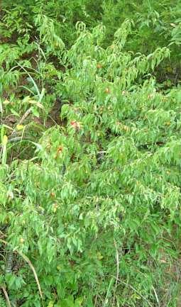 Wild Goose Plum Prunus munsoniana W.
