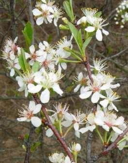 small shrub; 5-petaled