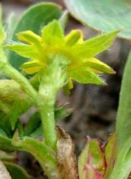 (cyme); leaves basal,