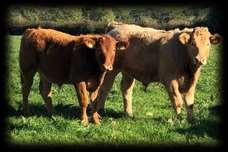 Charolais Breeding Cattle on behalf of