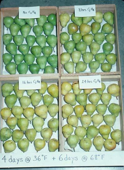 Ripening Conditions For Some Commonly-ripened Fruit Fruit Avocado Banana Kiwifruit Mango Pear Tomato Exposure time (hours) 1 To 100ppm ethylene 8-48 24-48 48 12-24 24 24-48 48 24-48 48 24-72 Range of