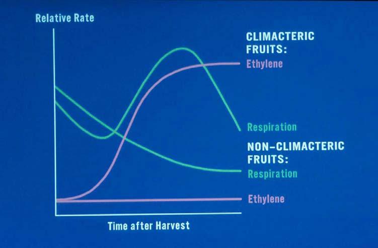 Respiration and Ethylene Production Rates of Climacteric vs Nonclimacteric Fruits Group 1: Fruits that are not capable of continuing their ripening process once removed from the plant