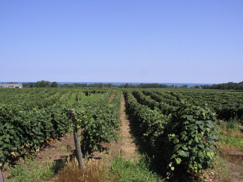 Management and research of fruit rot diseases in vineyards Bryan Hed, Henry