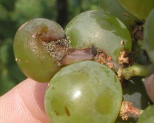 Botrytis bunch rot Management Wound
