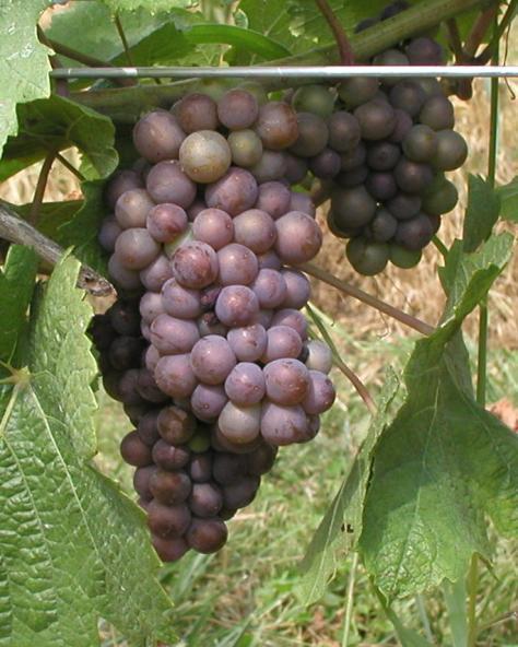 Conclusions; Pinot Gris/Noir TBLR reduces rot severity (but not always significant).