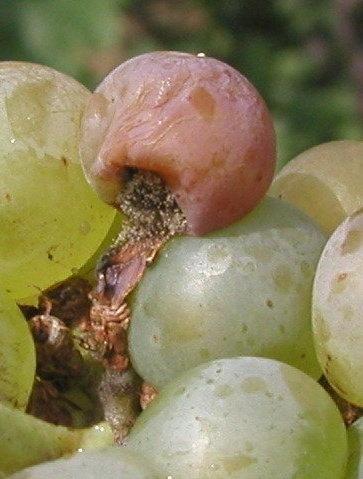 Botrytis; Biology After veraison... Latent infections may activate (injury?