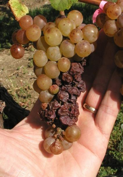 Botrytis; Chemical Control Timing Bloom; control latent infection if weather wet.