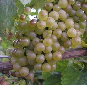 Check 2007-09: Chardonnay, Rot control chemical only vs