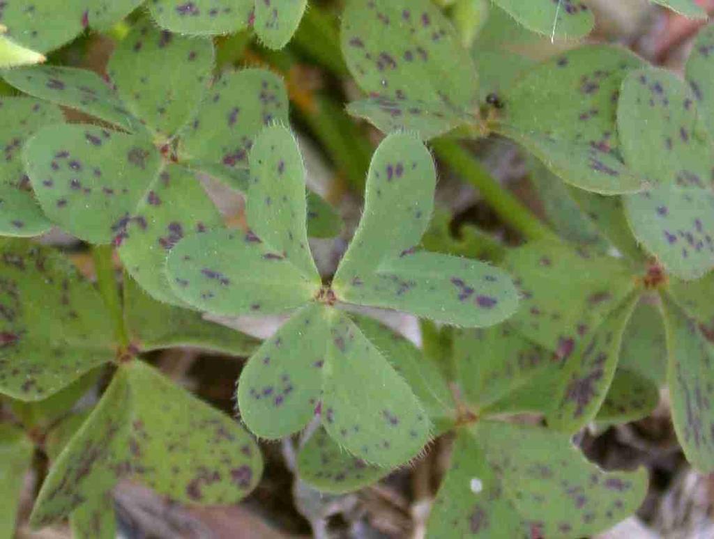 May be confused with: Clover: oxalis leaflets are heart-shaped, not round.