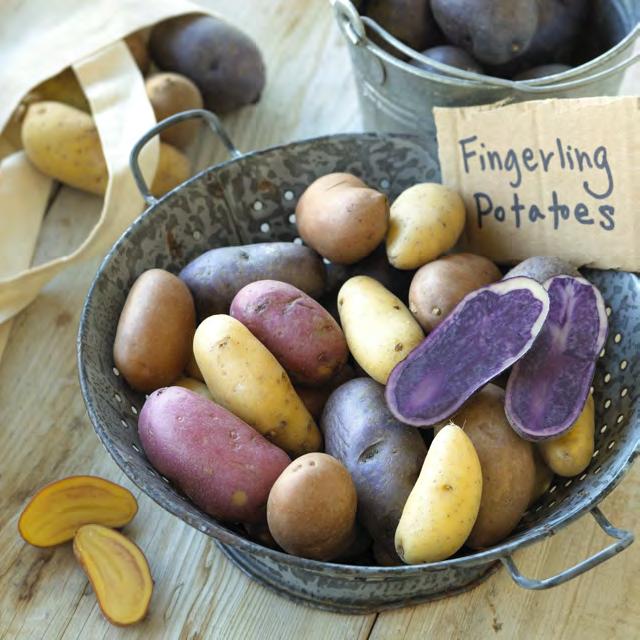 With rosy skin and white flesh, red-skinned potatoes have a firm, smooth, moist and creamy texture.