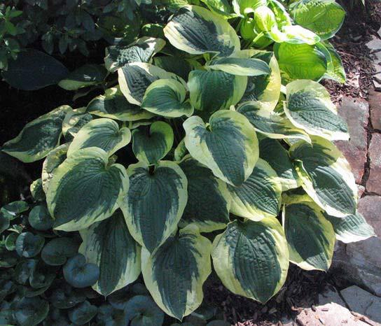 Ayesha Is a small to medium sized hosta and a sport of June Fever.