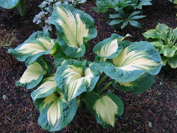 Golden Meadows Hanja's Crazy Mouse Mature Size: 18"T x 36"W Cannot find much on this very new Very distinctive hosta with