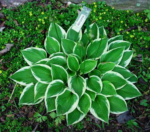 Winsome Mature Size: 8"T x 24"W Heart-shaped green leaves with a good creamy-white border, 'Pin Stripe