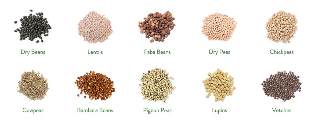 WHAT ARE PULSES? Pulses are the edible seeds of plants in the legume family.