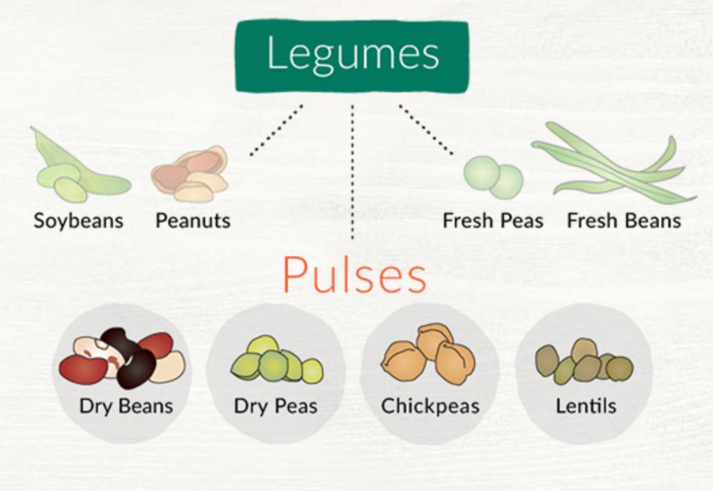 PULSES VS. LEGUMES WHAT'S THE DIFFERENCE?