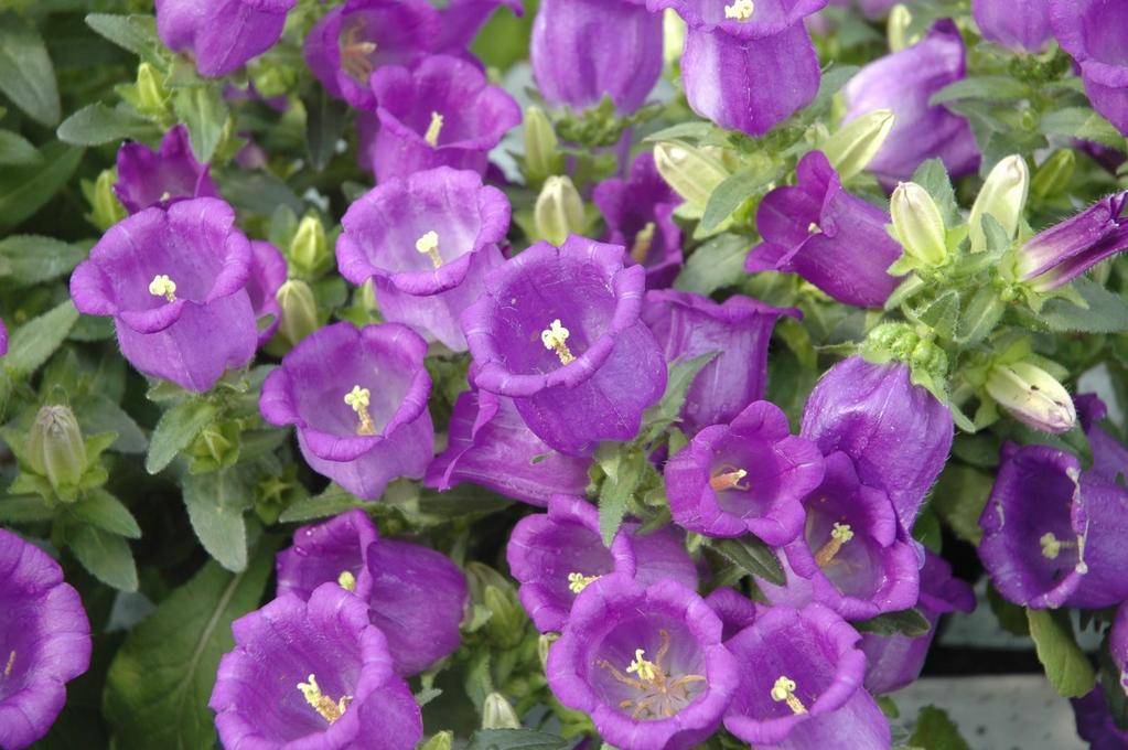 CAMPANULA APPEAL BLUE Exposure: Sun to Part Shade Height: 15-30cm Spread: 20-30cm This Balloon Flower is a