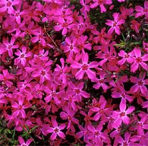 PHLOX SUBULATA CRIMSON BEAUTY Height: 2-6 Spread: 12-18 There are many selections of Moss Phlox, all of them forming a low mound or cushion of dark green needle