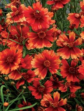 Exposure: Part to Full Sun Height: 9 Spread: 14 COREOPSIS DESERT CORAL Large flowers of sun-tanned peach and coral-red cover this lovely plant for months and